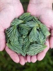 Yellow Spring Expres