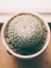 The Rough Man Hunter