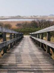 Transmigration: Feel