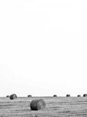 Yellow Spring Expres