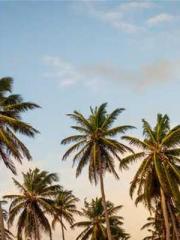 Fu Zi Mo Qin Luo Yan