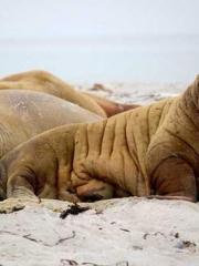 King of the Nine Pro